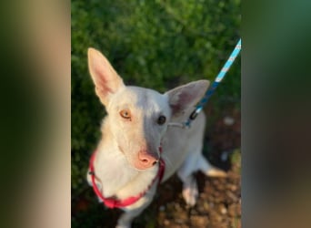 Maus (Spanien) - ein sensibler, unglaublich lieber kleiner Rüde