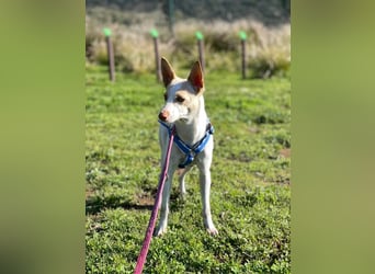 Sevanthi (Spanien) - ruhige, sehr schüchterne Podenco-Hündin