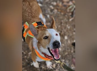 Lopez (Spanien) - menschenbezogener Mischling