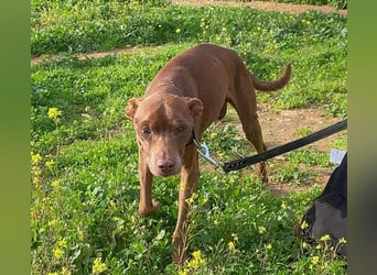 Fito (Spanien) – der süße Podenco-Mischling wird sich auch in dein Herz wedeln