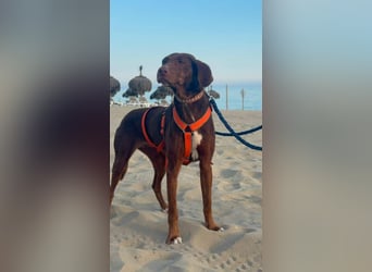 Latina (Spanien) – sanfte Podenco-Dame sucht ein ruhiges Zuhause
