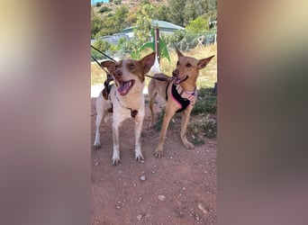 Thelma (Spanien) – eine ausgeglichene Seele sucht ihr Glück