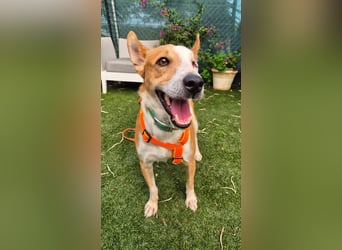 Lopez (Spanien) - menschenbezogener Mischling