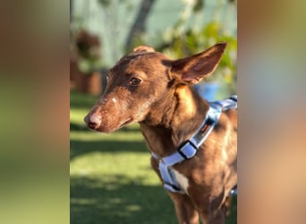 Moana (Spanien) - bedeutet Meer, weites Wasser, Brise über dem Ozean