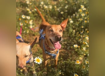 Petunia (Spanien) - blüht beim freien Spiel im Auslauf auf