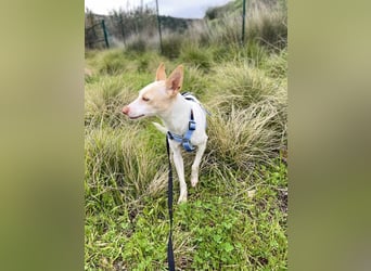 Sevanthi (Spanien) - ruhige, sehr schüchterne Podenco-Hündin