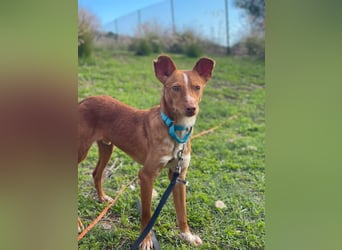 Perico (Spanien - fröhlicher Podencomischling mit lustigen Knickohren.