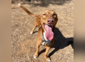 Tinkiwinki (Spanien) - charmante Wurst auf Beinen