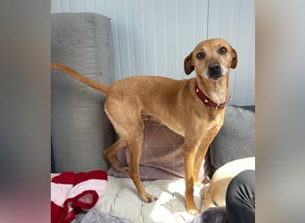 Petunia (Spanien) - blüht beim freien Spiel im Auslauf auf