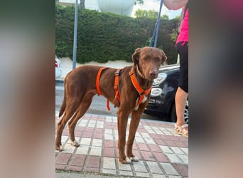 Latina (Spanien) – sanfte Podenco-Dame sucht ein ruhiges Zuhause
