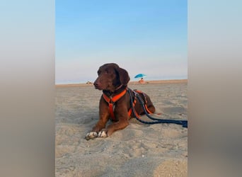 Latina (Spanien) – sanfte Podenco-Dame sucht ein ruhiges Zuhause