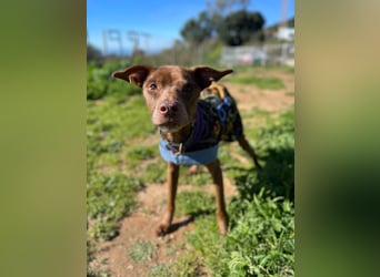 Fito (Spanien) – der süße Podenco-Mischling wird sich auch in dein Herz wedeln