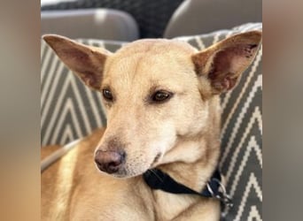 Thelma (Spanien) – eine ausgeglichene Seele sucht ihr Glück