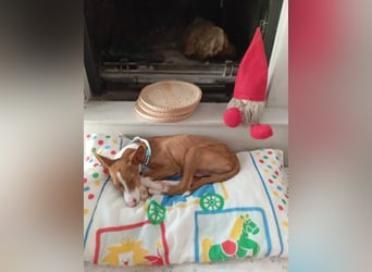 Pepe (Spanien) - kleiner Abenteurer