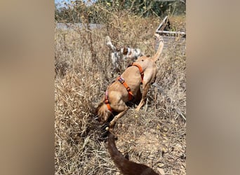 Thelma (Spanien) – eine ausgeglichene Seele sucht ihr Glück