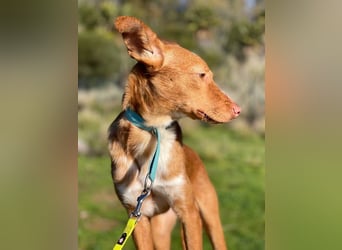 Perico (Spanien - fröhlicher Podencomischling mit lustigen Knickohren.