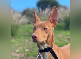 Philippe (Spanien) - ein noch sehr unsicherer, zurückhaltender Rüde