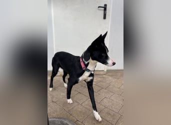 Ryan (Spanien) – lebensfroher Junghund sucht aktive Menschen