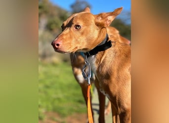 Philippe (Spanien) - ein noch sehr unsicherer, zurückhaltender Rüde