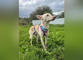 Maus (Spanien) - ein sensibler, unglaublich lieber kleiner Rüde