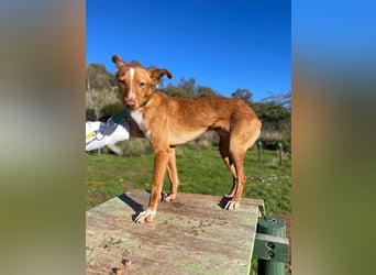 Perico (Spanien - fröhlicher Podencomischling mit lustigen Knickohren.