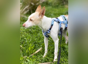 Sevanthi (Spanien) - ruhige, sehr schüchterne Podenco-Hündin