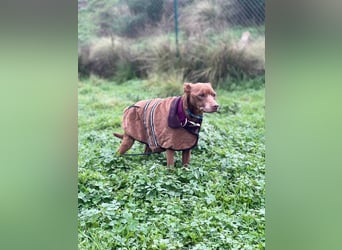 Fito (Spanien) – der süße Podenco-Mischling wird sich auch in dein Herz wedeln