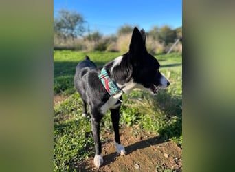 Ryan (Spanien) – lebensfroher Junghund sucht aktive Menschen