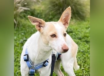 Sevanthi (Spanien) - ruhige, sehr schüchterne Podenco-Hündin