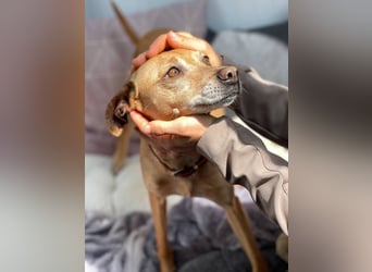 Petunia (Spanien) - blüht beim freien Spiel im Auslauf auf