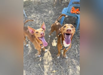 Tinkiwinki (Spanien) - charmante Wurst auf Beinen