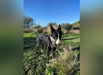 Ryan (Spanien) – lebensfroher Junghund sucht aktive Menschen