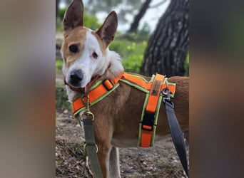 Lopez (Spanien) - menschenbezogener Mischling