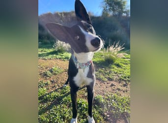 Ryan (Spanien) – lebensfroher Junghund sucht aktive Menschen