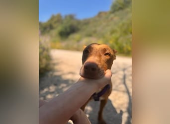 Rhesi (Spanien) – feinfühlige Seele sucht ihr sicheres Zuhause