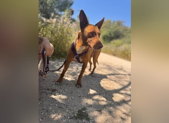 Rhesi (Spanien) – feinfühlige Seele sucht ihr sicheres Zuhause
