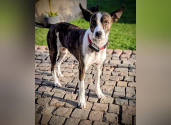 Greta, ca 3 Jahre, 46 cm, 17 kg
