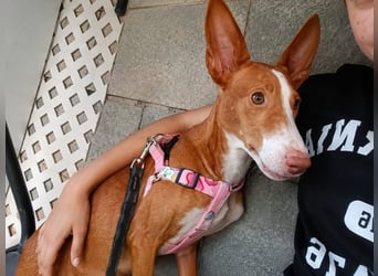 Lulu