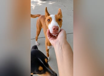 Lulu
