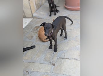 Die zuckersüße COOKIE sucht Dich!