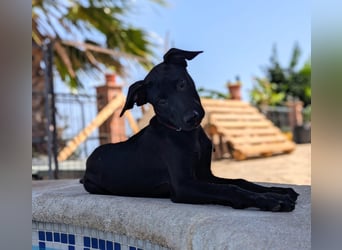 BRUNA sucht ihre Familie zum Kuscheln!