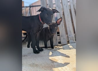 BRUNA sucht ihre Familie zum Kuscheln!