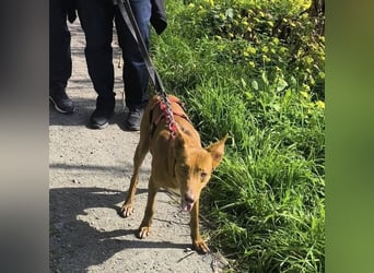 SIMON möchte bei seinem Menschen einziehen