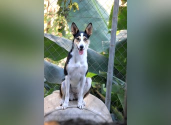 Knutschkugel SNAP sucht liebevolles Zuhause