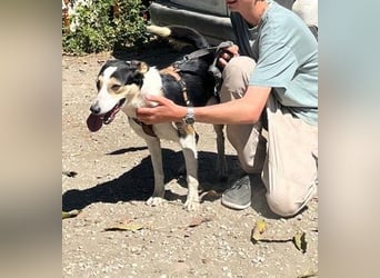 Knutschkugel SNAP sucht liebevolles Zuhause