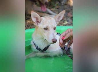Herzenshund Nasser wartet auf dich