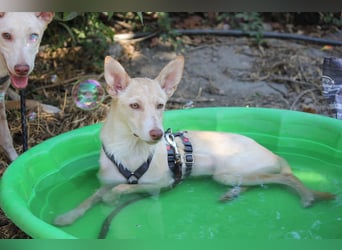 Herzenshund NASSER wartet auf dich