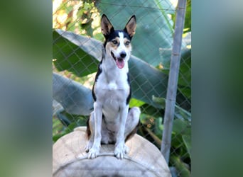 Knutschkugel SNAP sucht liebevolles Zuhause