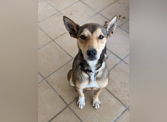 Abenteuerlustiger HUMBERTO sucht seine Familie