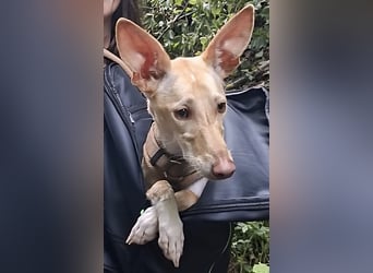 Kinsi sucht ihr Für-Immer-Zuhause